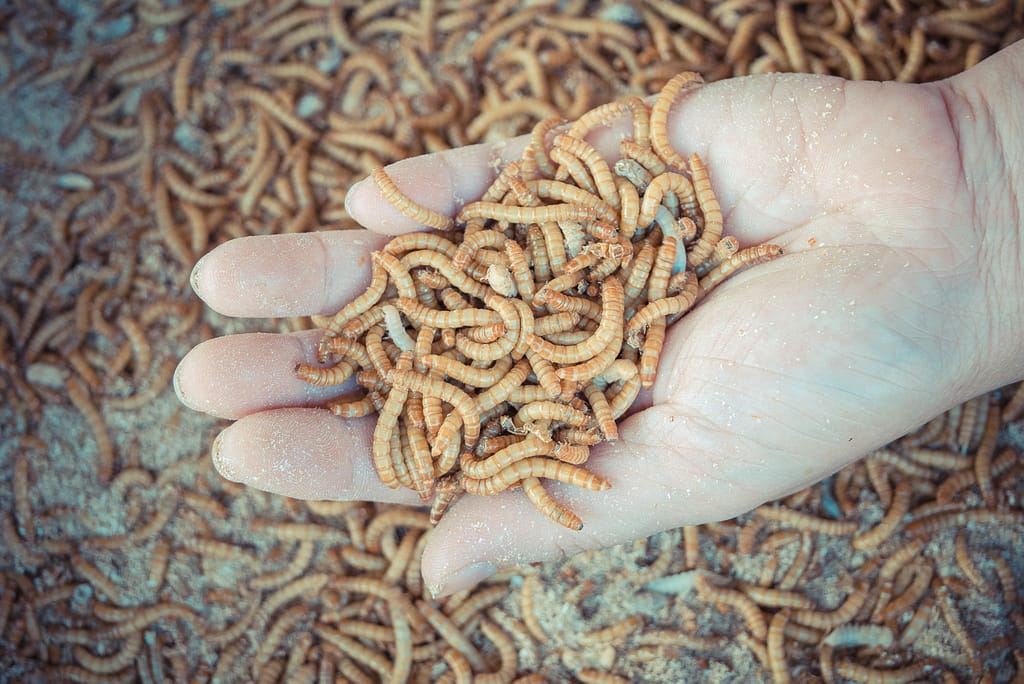 insect larvae: creating a circular food economy