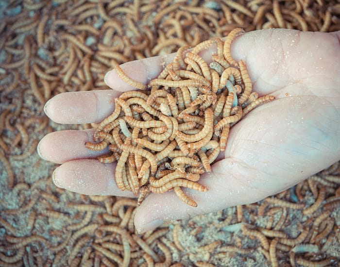 insect larvae: creating a circular food economy