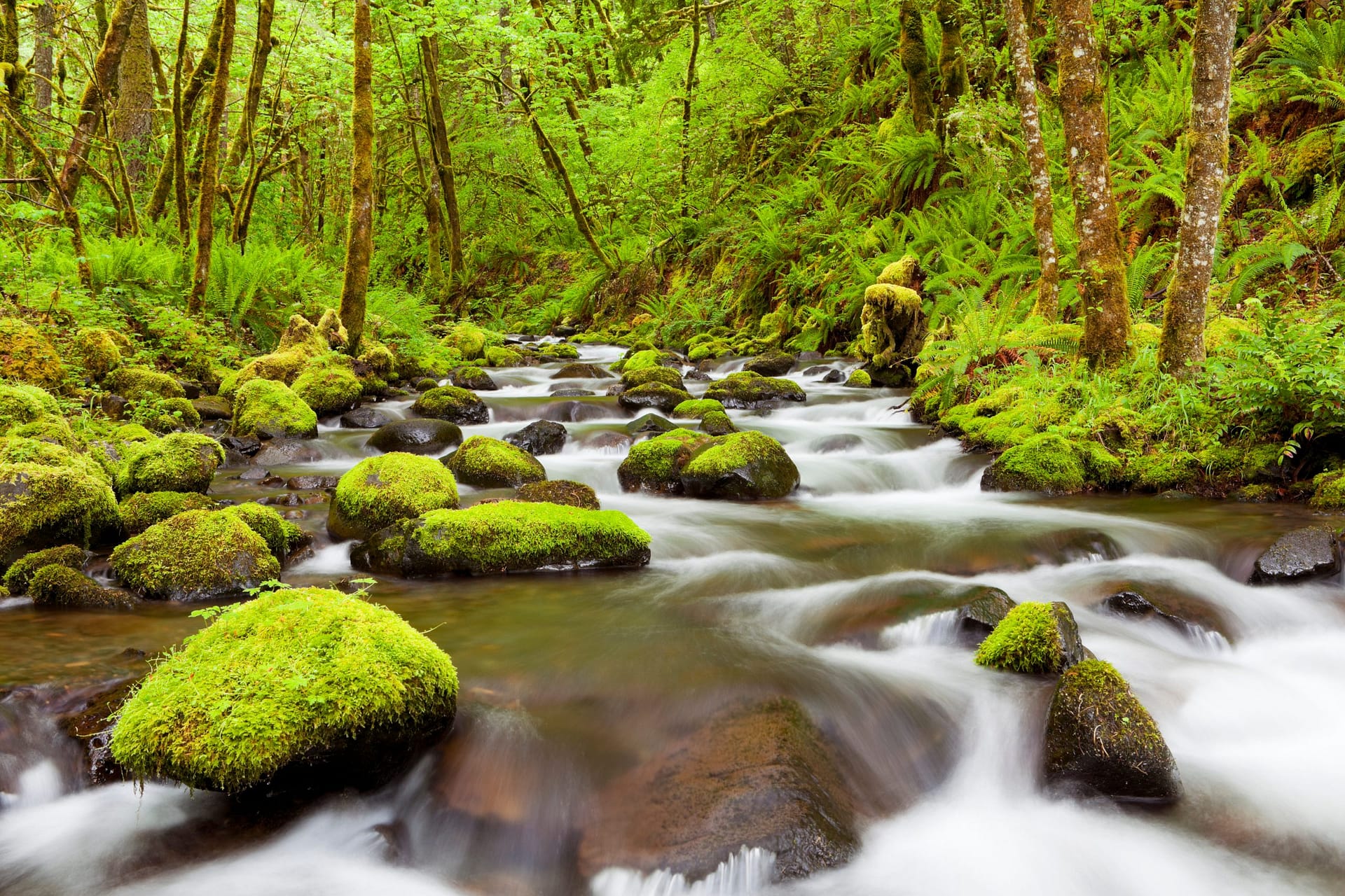 Gorton Creek through lush rainforest, Columbia River Gorge, Oreg