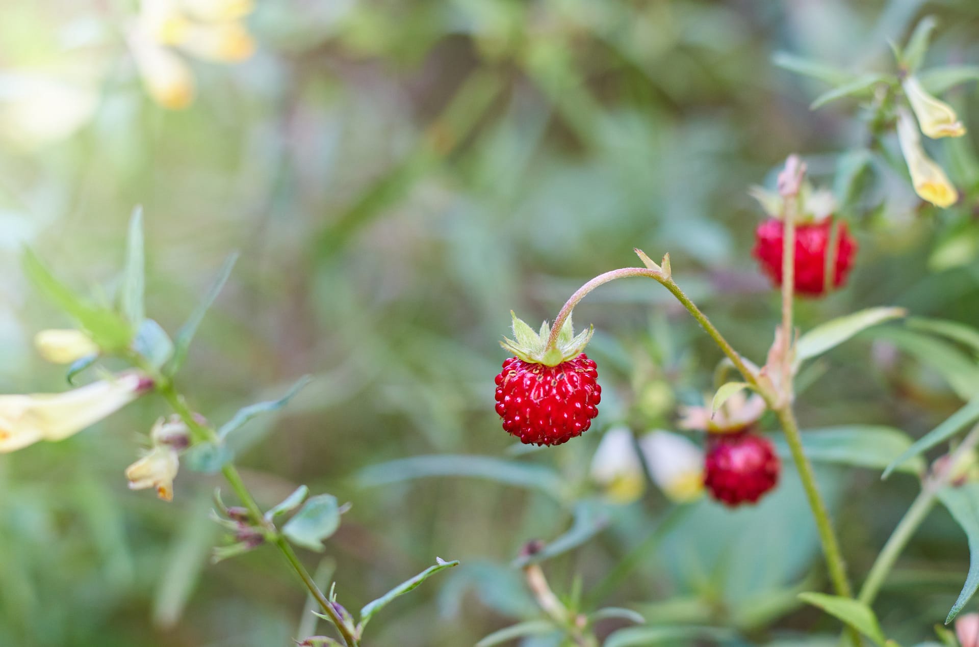 The berry of ripe strawberries in a sunny meadow in the forest.