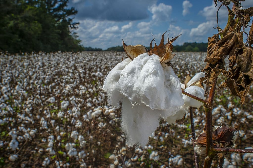 environmental impact of cotton bags