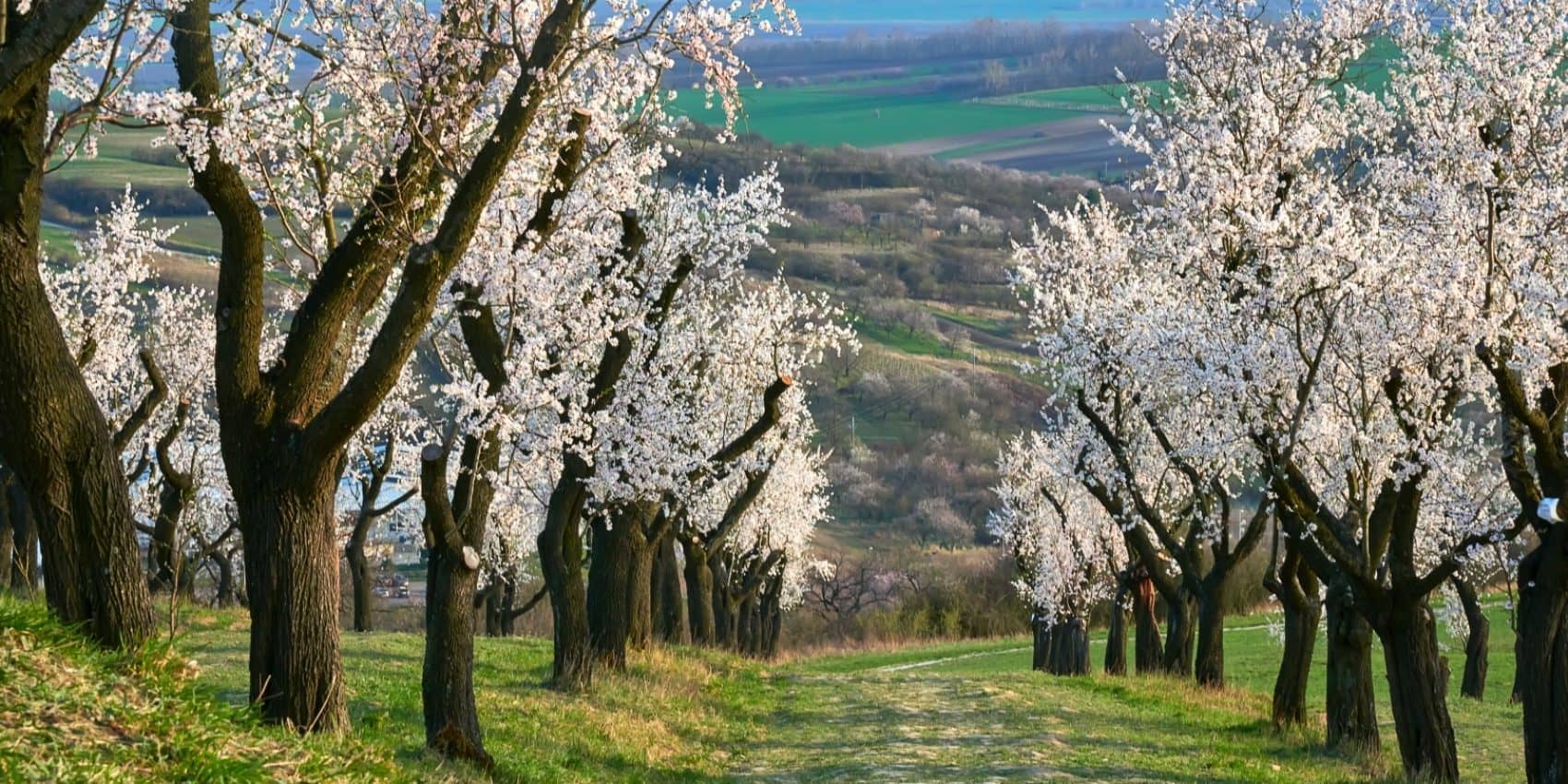 Almond-farm
